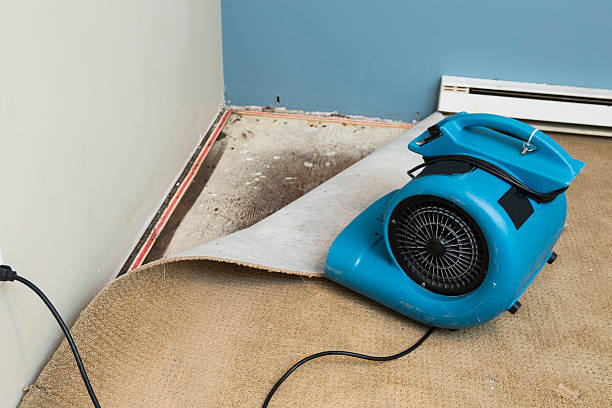 Best Carpet water damage restoration  in Hartford, MI